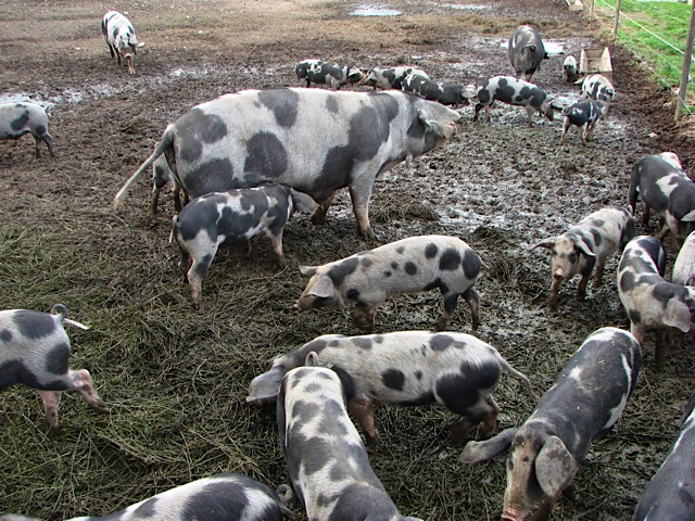 Pig farmers can reduce the consumption of medicine by up to 90% and in this way help prevent MRSA bacteria from gaining an advantage in terms of selection. Here are black speckled pigs at Petershave. They are kept free of medicine.  Picture: Susanne Possing..