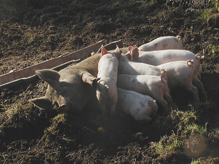 The authorities had in 2012 a plan of action to hinder the spread of MRSA. It was supposed to assure commercial networks that were free of MRSA, but it was given up in silence, because it would have been too expensive for the farmers. The economic and medical consequences of this decision for the Danish population were not taken into account.