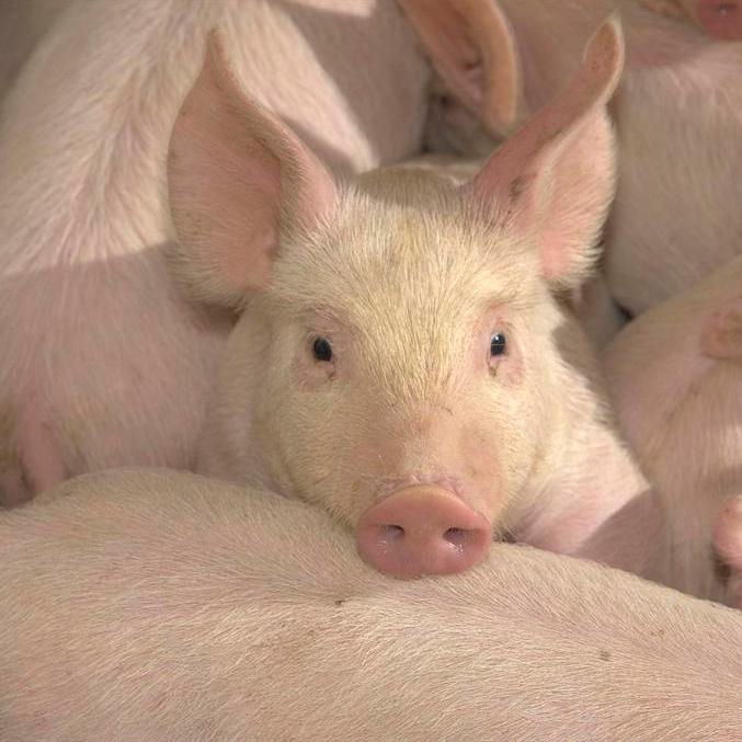 Nine out of ten pigs for the slaughterhouse are infected with MRSA.