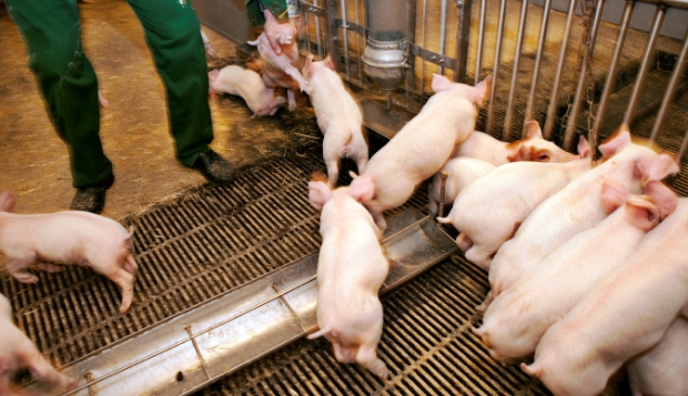 Approximately 1500-2000 Danish pigfarms are now infected with MRSA, according to an estimate based on officiel figures. This increase documents a rapid growth over the last two years despite the efforts to stop the spread of MRSA.