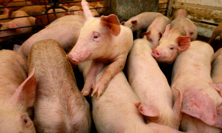 Use of antibiotics in intensive farming has risen as pigs and other livestock are kept in ever more crowded conditions.